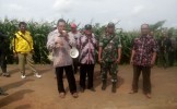 Danramil Sambeng Ajak Poktan Study Banding Jagung Ke TTP Banyubang Solokuro