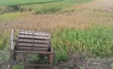 Kurang Lebih 1.200 Hektar Tanaman padi di Bojonegoro diserang HAMA WERENG 