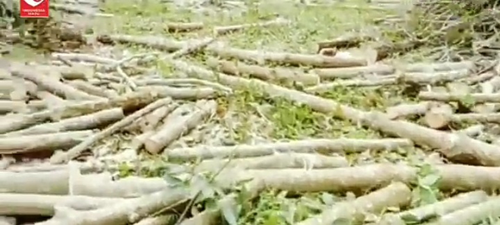 Heboh Hutan Karet Yang Ditebang Asmuri Diduga Milik Anggota DPRD