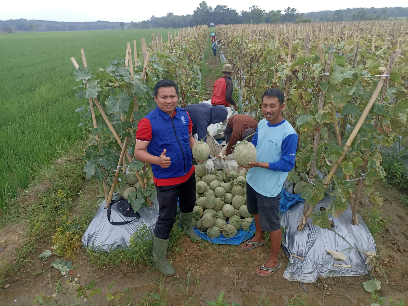 Bertani itu Keren, Budidaya Melon Tugu Mulyo BMR Sukses