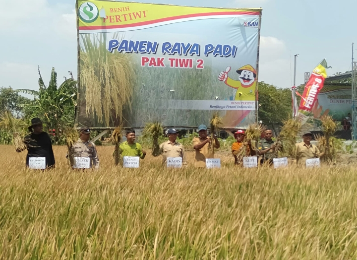 Wujud Ketahanan Pangan, Babinsa Desa Sukoanyar Bantu Panen raya Padi