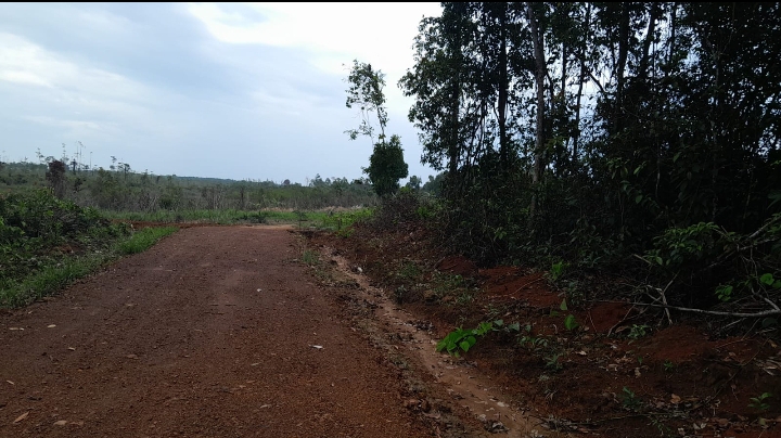 Warga Belinyu Dongkol, Dana Desa Dibuatkan Proyek Jalan Ke Kebun Sawit Kades Riding Panjang